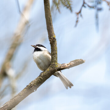 A black-capped chickadee with a mouth full of seed.