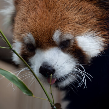 A red panda devours some bamboo leaves.