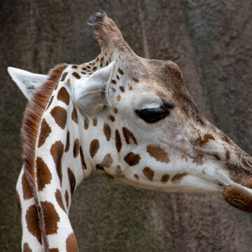 A Milwaukee County Zoo giraffe chewing some leaves.