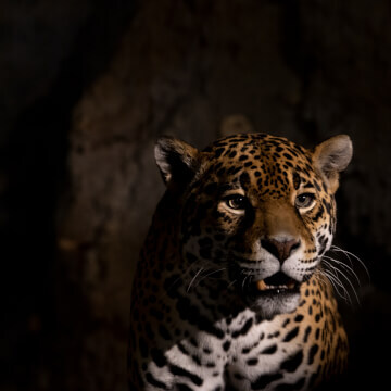 A Jaguar spots his target.