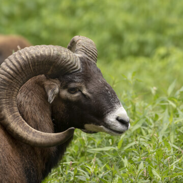 Mouflon sheep with large curved horns at the Shalom Wildlife Zoo.