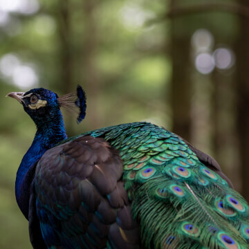 A peacock makes himself known throughout the Shalom Zoo with his piercing calls.