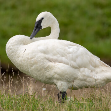 A trumpeter swan shows of his/her beautiful white feathers.